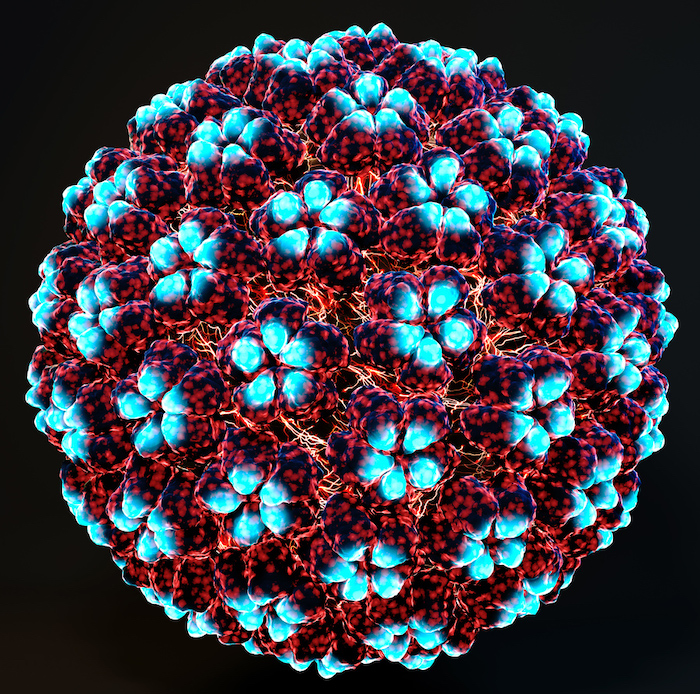 Human Papollomavirus